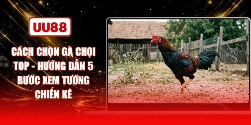 Cách Chọn Gà Chọi Top - Hướng Dẫn 5 Bước Xem Tướng Chiến Kê